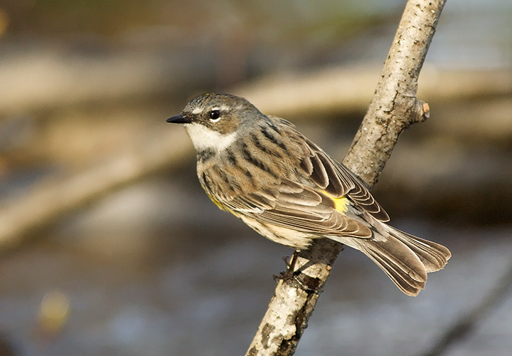 Yellow-rumped Warbler