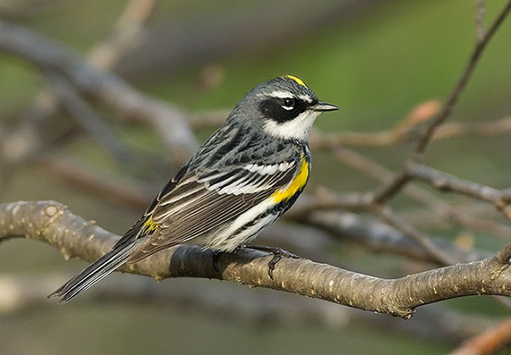 Yellow-rumped Warbler