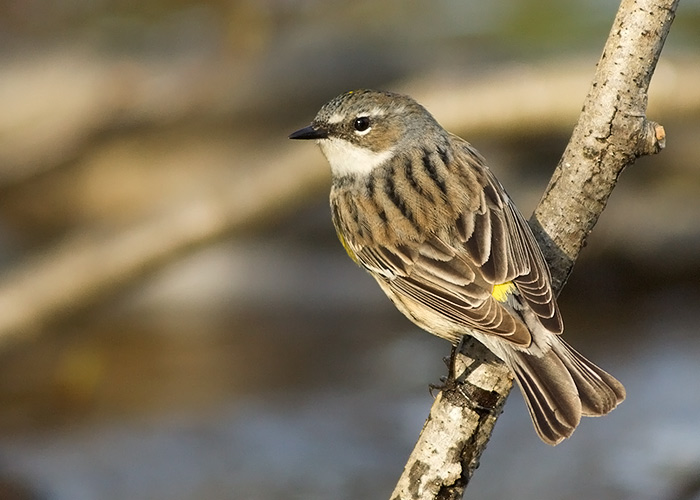 Yellow-rumped Warbler