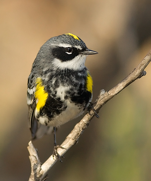 Yellow-rumped Warbler