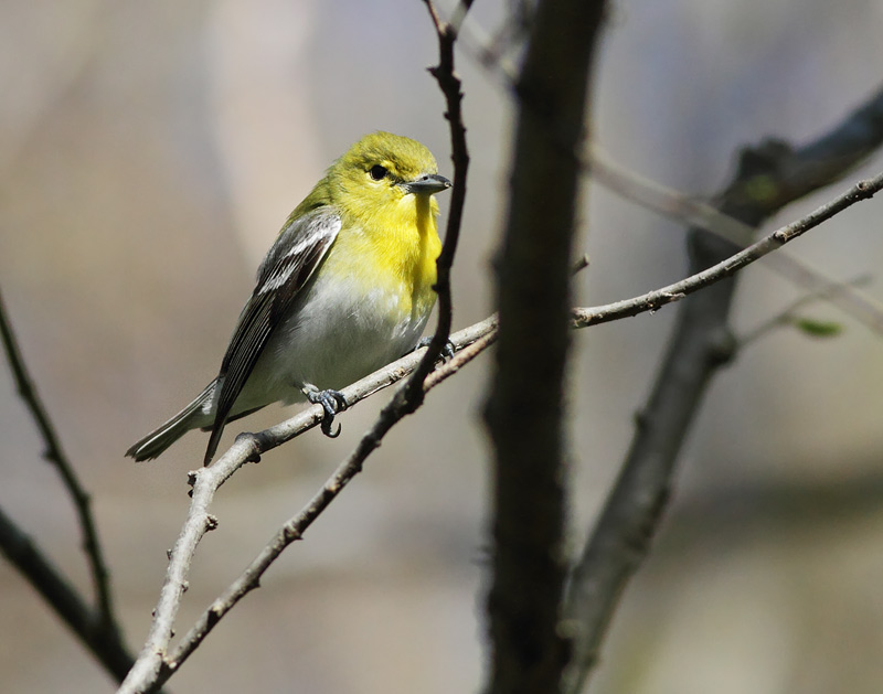 Yellow-throated Vireo