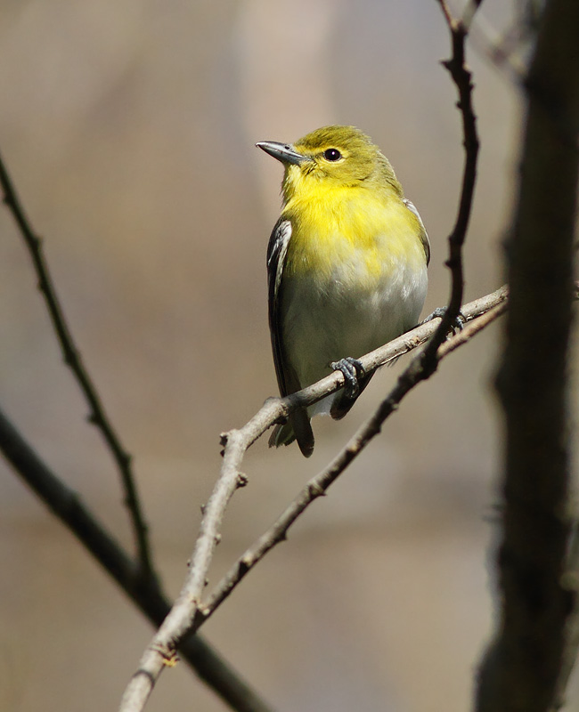 Yellow-throated Vireo