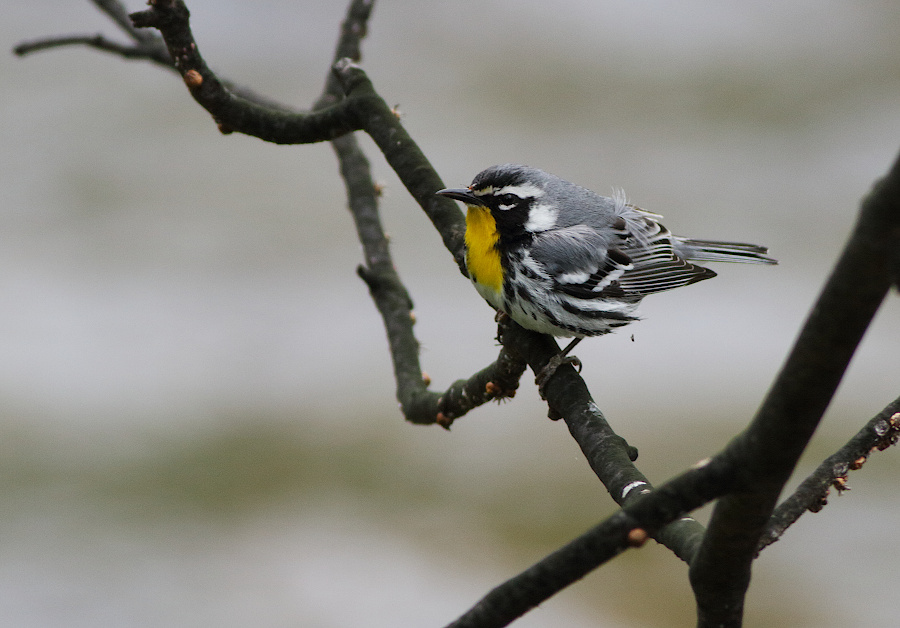 Yellow-throated Warbler