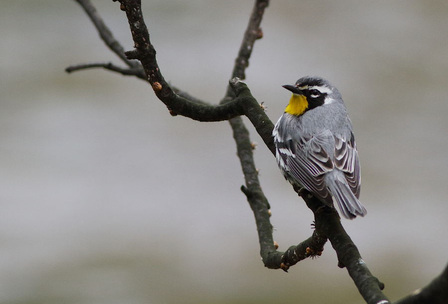 Yellow-throated Warbler