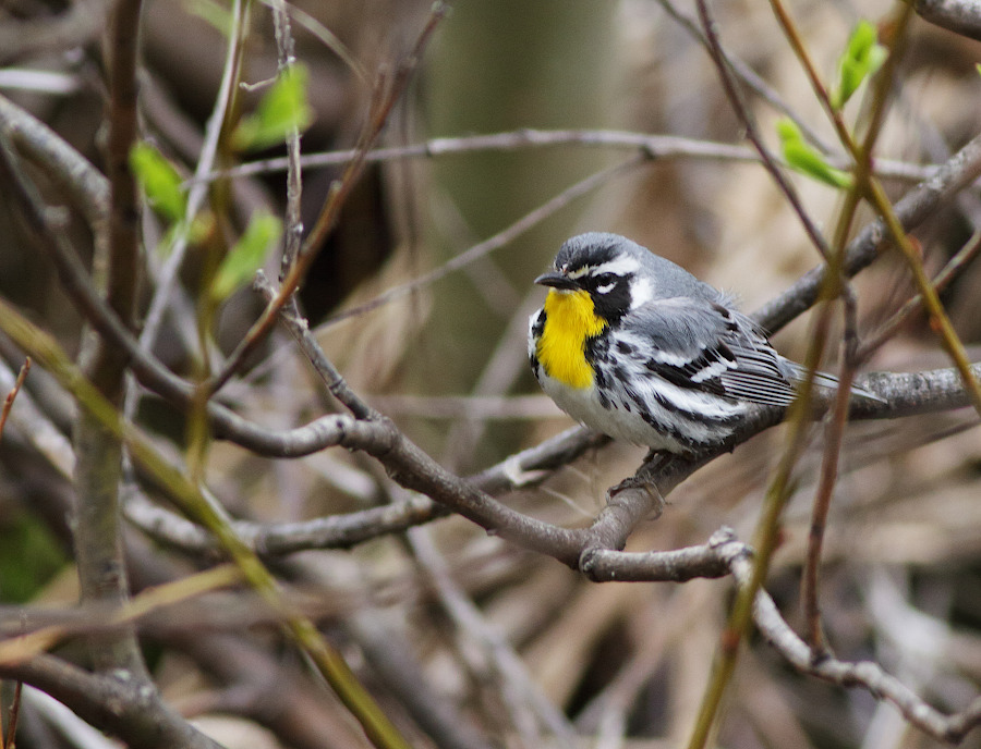 Yellow-throated Warbler