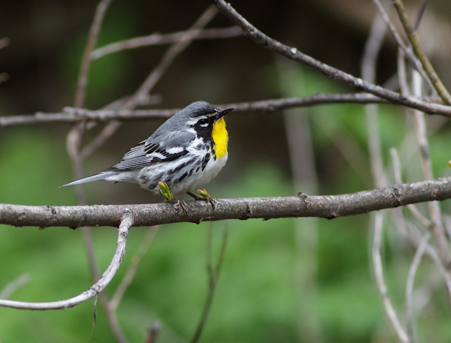 Yellow-throated Warbler