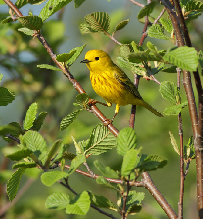 Yellow Warbler