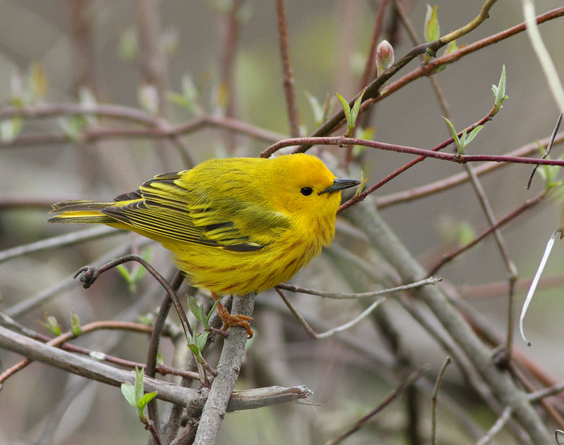 Yellow Warbler