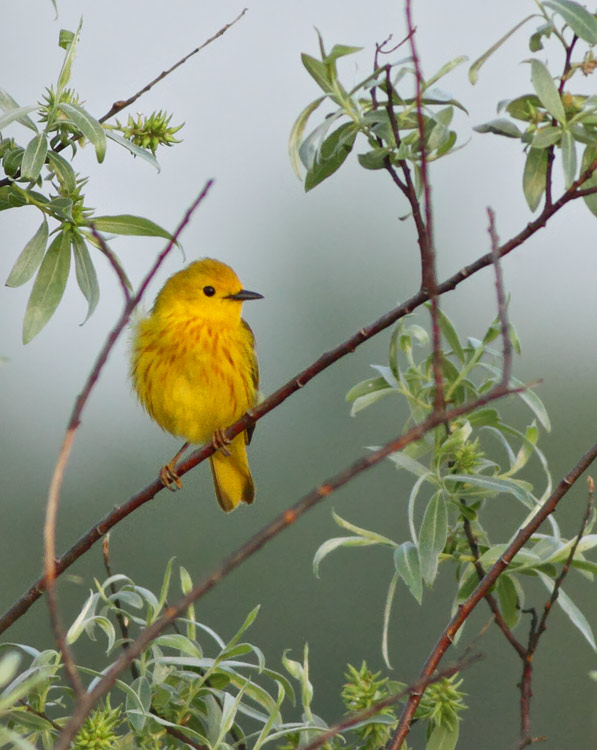 Yellow Warbler