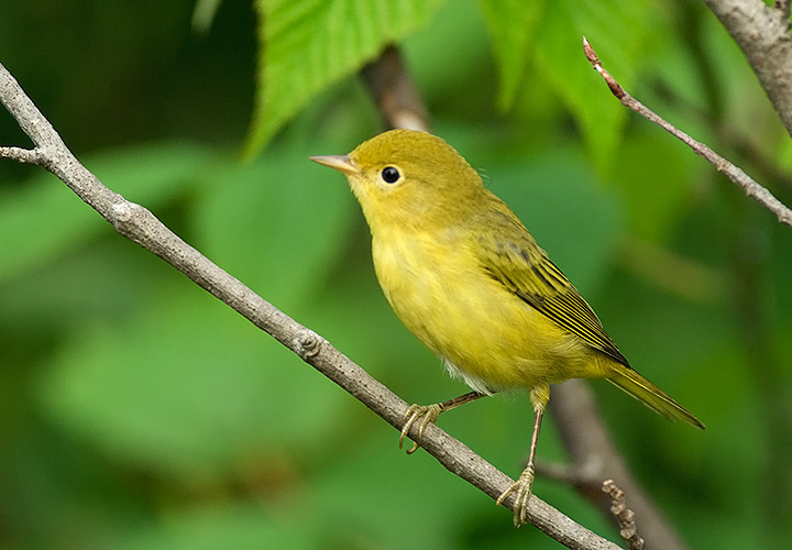 Yellow Warbler