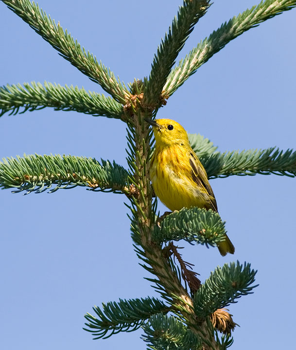 Yellow Warbler